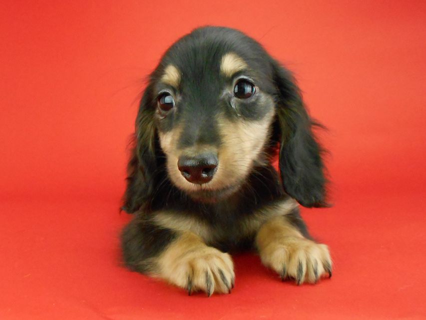 カニンヘンダックスフンド パセリ & ナイトの子犬 ブラックイエロー（ブラッククリーム） 男の子