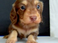 カニンヘン 子犬 チョコ＆クリーム 男の子 ハナビの赤ちゃん 10/21生まれ