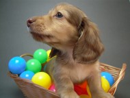 カニヘン　子犬　クリーム　男の子　オーナー募集中♪