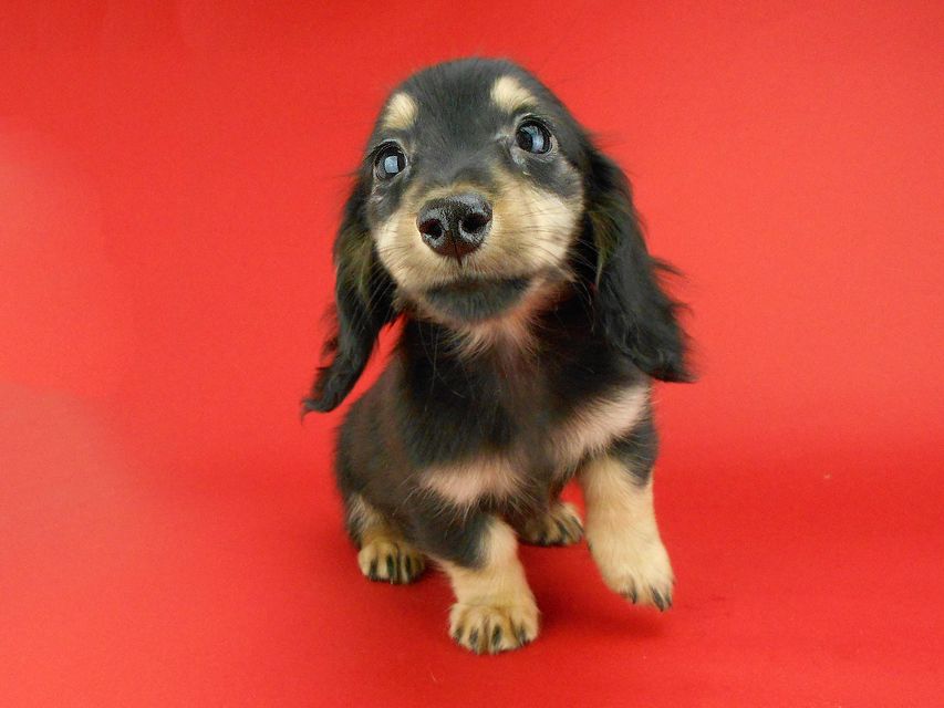 カニンヘンダックスフンド パセリ & ナイトの子犬 ブラックイエロー（ブラッククリーム） 男の子