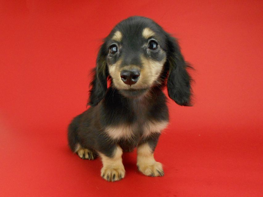 カニンヘンダックスフンド パセリ & ナイトの子犬 ブラックイエロー（ブラッククリーム） 男の子