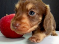 カニンヘン 子犬 チョコ&クリーム 男の子 ハナビの赤ちゃん 10/21生まれ カニンヘン 子犬 チョコ&クリーム 男の子 ハナビの赤ちゃん 10/21生まれ