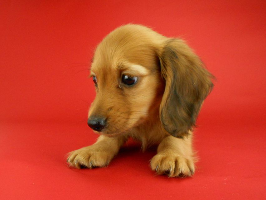 カニンヘンダックスフンド トマト & クッキーの子犬 レッド 男の子