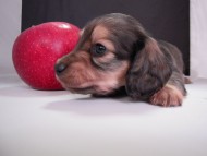 カニンヘン 子犬 シェーデットクリーム 男の子 ハナビの赤ちゃん 10/21生まれ
