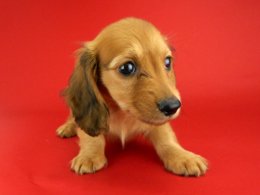 カニンヘンダックスフンド トマト & クッキーの子犬 レッド 男の子