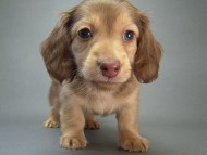 カニヘン 子犬 クリーム 男の子 オーナー募集中♪ カニヘン 子犬 クリーム 男の子 オーナー募集中♪