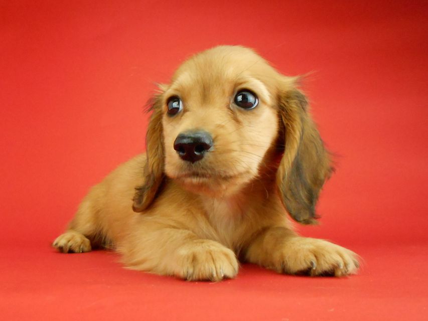 カニンヘンダックスフンド トマト & クッキーの子犬 レッド 男の子