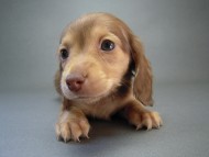 カニヘン　子犬　クリーム女の子　埼玉県・Ｍ様