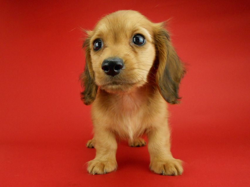 カニンヘンダックスフンド トマト & クッキーの子犬 レッド 男の子