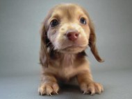 カニヘン　子犬　クリーム女の子　埼玉県・Ｍ様