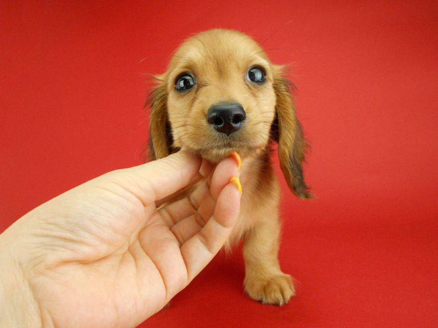 カニンヘンダックスフンド トマト & クッキーの子犬 レッド 男の子