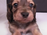 カニンヘン 子犬 シェーデットクリーム 男の子 ハナビの赤ちゃん 10/21生まれ カニンヘン 子犬 シェーデットクリーム 男の子 ハナビの赤ちゃん 10/21生まれ