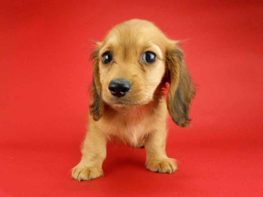 カニンヘンダックスフンド トマト & クッキーの子犬 レッド 男の子