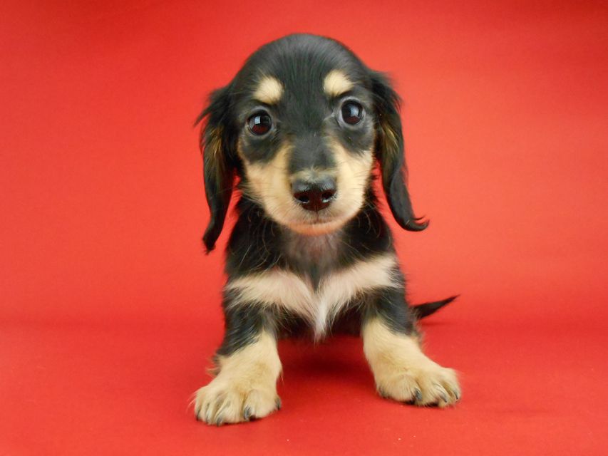 カニンヘンダックスフンド トマト & クッキーの子犬 ブラックイエロー(ブラッククリーム) 女の子DSCN2384 カニンヘンダックスフンド トマト & クッキーの子犬 ブラックイエロー(ブラッククリーム) 女の子