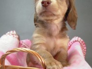 カニヘン　子犬　クリーム女の子　埼玉県・Ｍ様