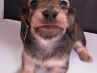 カニンヘン 子犬 シェーデットクリーム 男の子 ハナビの赤ちゃん 10/21生まれ カニンヘン 子犬 シェーデットクリーム 男の子 ハナビの赤ちゃん 10/21生まれ