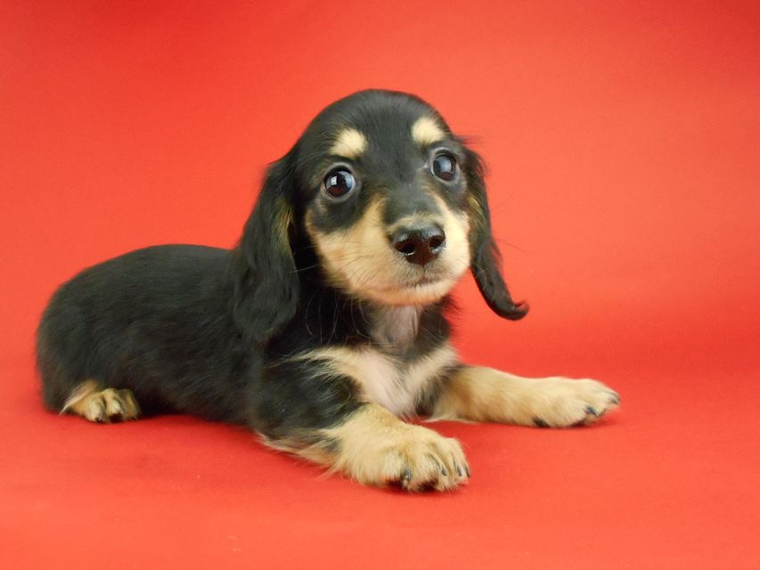 カニンヘンダックスフンド トマト & クッキーの子犬 ブラックイエロー(ブラッククリーム) 女の子DSCN2392 カニンヘンダックスフンド トマト & クッキーの子犬 ブラックイエロー(ブラッククリーム) 女の子