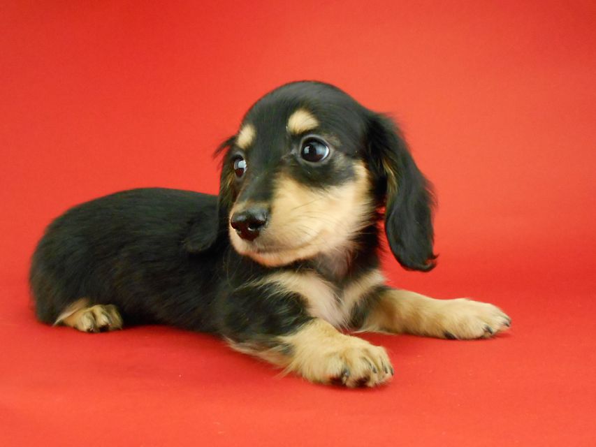 カニンヘンダックスフンド トマト & クッキーの子犬 ブラックイエロー(ブラッククリーム) 女の子DSCN2393 カニンヘンダックスフンド トマト & クッキーの子犬 ブラックイエロー(ブラッククリーム) 女の子