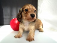 カニンヘン 子犬 シェーデットクリーム 男の子 ハナビの赤ちゃん 10/21生まれ