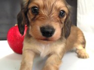 カニンヘン 子犬 シェーデットクリーム 男の子 ハナビの赤ちゃん 10/21生まれ カニンヘン 子犬 シェーデットクリーム 男の子 ハナビの赤ちゃん 10/21生まれ