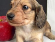 カニンヘン 子犬 シェーデットクリーム 男の子 ハナビの赤ちゃん 10/21生まれ