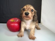 カニンヘン 子犬 シェーデットクリーム 男の子 ハナビの赤ちゃん 10/21生まれ カニンヘン 子犬 シェーデットクリーム 男の子 ハナビの赤ちゃん 10/21生まれ