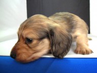 カニンヘン 子犬 シェーデットクリーム 男の子 ハナビの赤ちゃん 10/21生まれ カニンヘン 子犬 シェーデットクリーム 男の子 ハナビの赤ちゃん 10/21生まれ