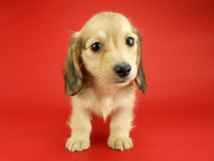 カニンヘンダックスフンド トマト & クッキーの子犬 イエロー(クリーム) 男の子DSCN2400 カニンヘンダックスフンド トマト & クッキーの子犬 イエロー(クリーム) 男の子