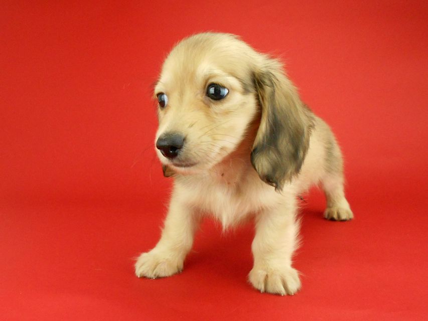 カニンヘンダックスフンド トマト & クッキーの子犬 イエロー(クリーム) 男の子DSCN2409 カニンヘンダックスフンド トマト & クッキーの子犬 イエロー(クリーム) 男の子