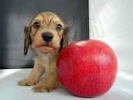 カニンヘン 子犬 シェーデットクリーム 男の子 ハナビの赤ちゃん 10/21生まれ