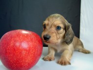 カニンヘン 子犬 シェーデットクリーム 男の子 ハナビの赤ちゃん 10/21生まれ カニンヘン 子犬 シェーデットクリーム 男の子 ハナビの赤ちゃん 10/21生まれ