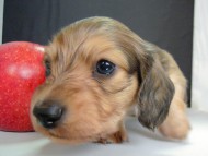 カニンヘン 子犬 シェーデットクリーム 男の子 ハナビの赤ちゃん 10/21生まれ