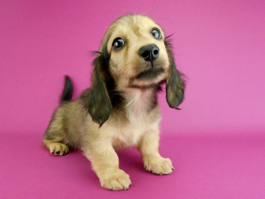 カニンヘンダックスフンド パン2 & オスカルの子犬 イエロー（クリーム） 女の子（1）