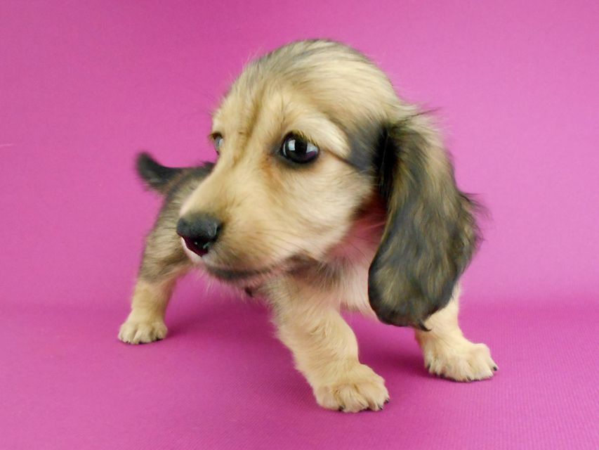 カニンヘンダックスフンド パン2 & オスカルの子犬 イエロー（クリーム） 女の子（1）