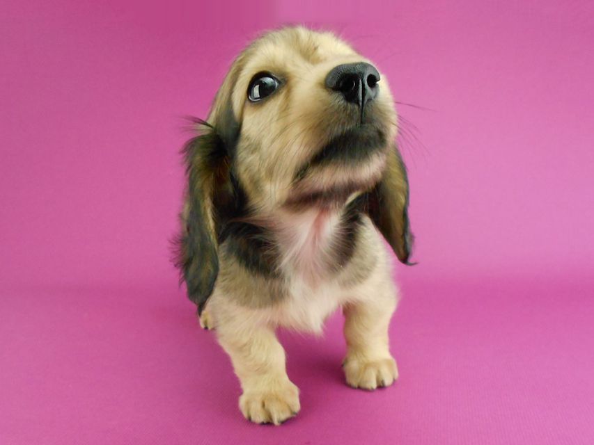 カニンヘンダックスフンド パン2 & オスカルの子犬 イエロー（クリーム） 女の子（1）