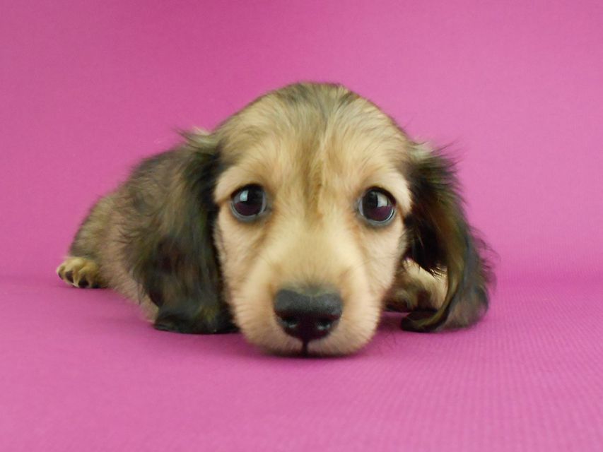 カニンヘンダックスフンド パン2 & オスカルの子犬 イエロー（クリーム） 女の子（1）