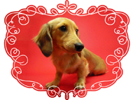 カニンヘンのソルト姫 美しく成長 カニンヘンのソルト姫 美しく成長