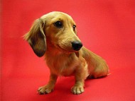 東京支店から一番人気のソルちゃん また今度、おやつを持って行くよ〜 どんなのが好きかなぁ〜 東京支店から一番人気のソルちゃん また今度、おやつを持って行くよ〜 どんなのが好きかなぁ〜