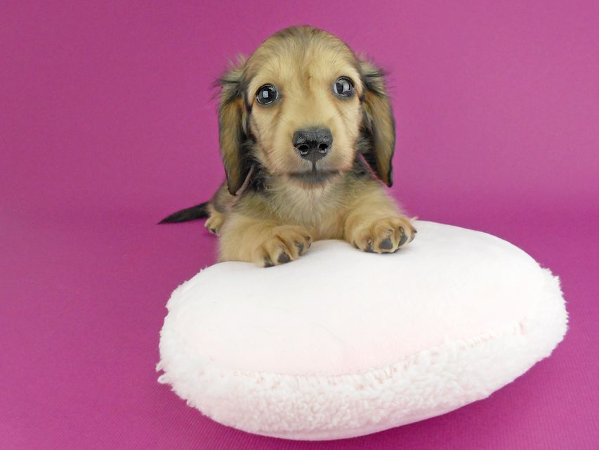 カニンヘンダックスフンド パン2 & オスカルの子犬 イエロー（クリーム） 女の子（1）