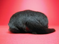 シェーデットクリーム 男の子