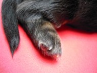 シェーデットクリーム 男の子 シェーデットクリーム 男の子