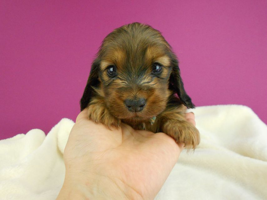 ミニチュアダックスフンド シュガーhp & フレディの子犬 レッド 男の子(2) お写真初登場DSCN2533 ミニチュアダックスフンド シュガーhp & フレディの子犬 レッド 男の子(2) お写真初登場