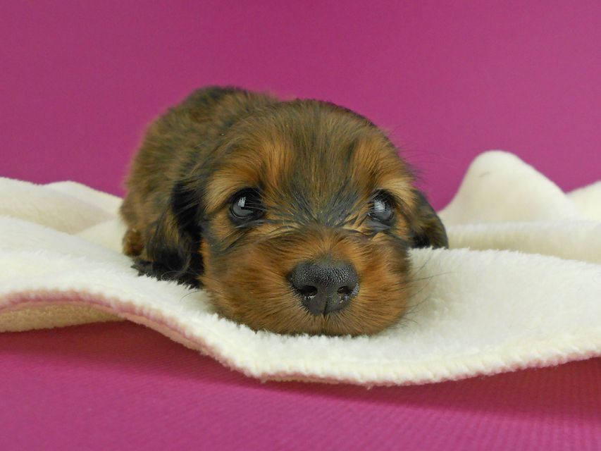 ミニチュアダックスフンド シュガーhp & フレディの子犬 レッド 男の子(2) お写真初登場DSCN2538 ミニチュアダックスフンド シュガーhp & フレディの子犬 レッド 男の子(2) お写真初登場