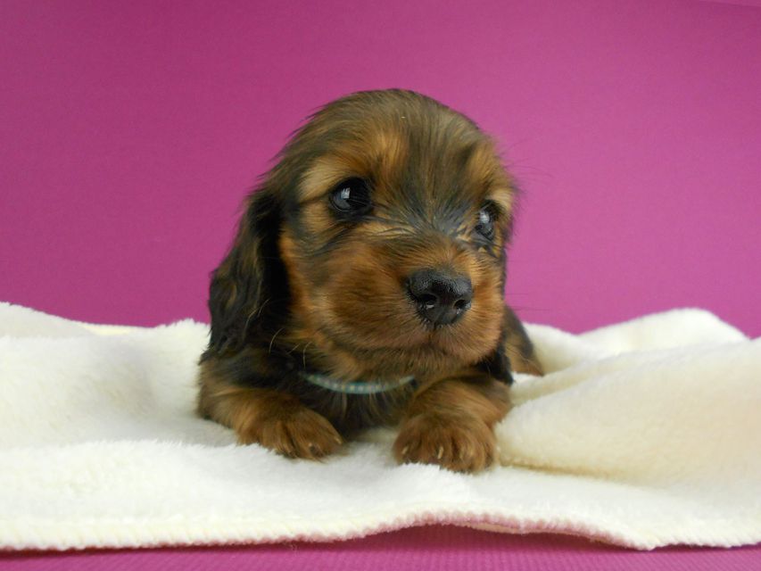ミニチュアダックスフンド シュガーhp & フレディの子犬 レッド 男の子(2) お写真初登場DSCN2546 ミニチュアダックスフンド シュガーhp & フレディの子犬 レッド 男の子(2) お写真初登場