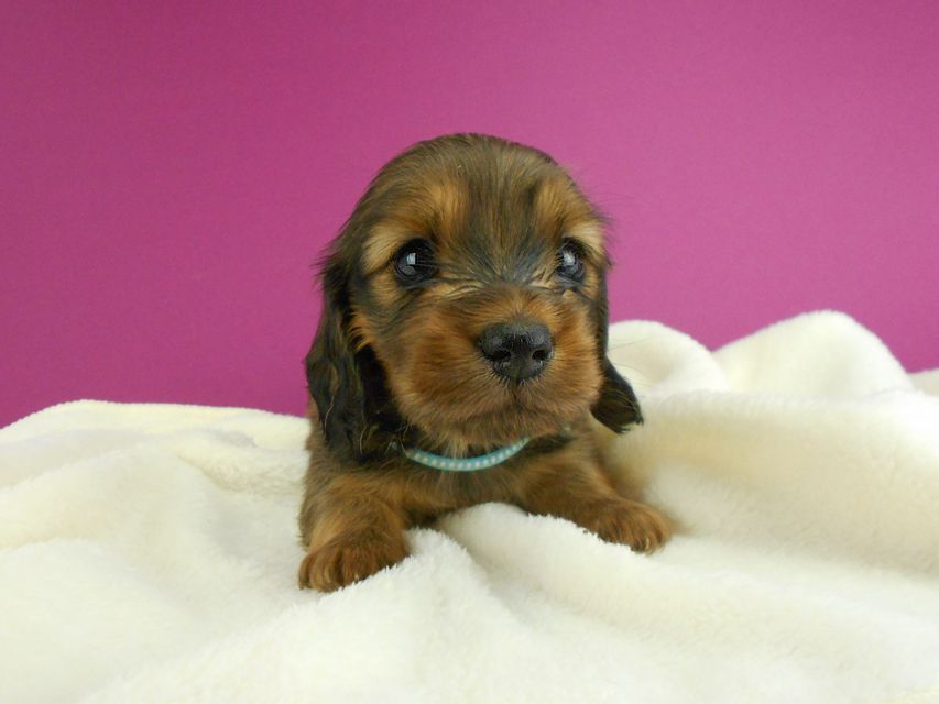 ミニチュアダックスフンド シュガーhp & フレディの子犬 レッド 男の子(2) お写真初登場DSCN2547 ミニチュアダックスフンド シュガーhp & フレディの子犬 レッド 男の子(2) お写真初登場