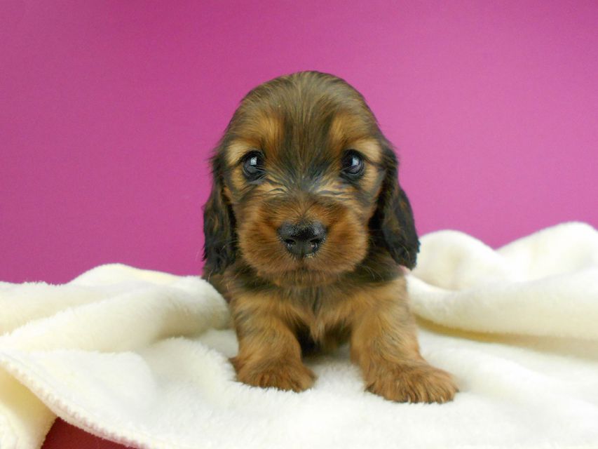 ミニチュアダックスフンド シュガーhp & フレディの子犬 レッド 男の子(2) お写真初登場DSCN2551 ミニチュアダックスフンド シュガーhp & フレディの子犬 レッド 男の子(2) お写真初登場