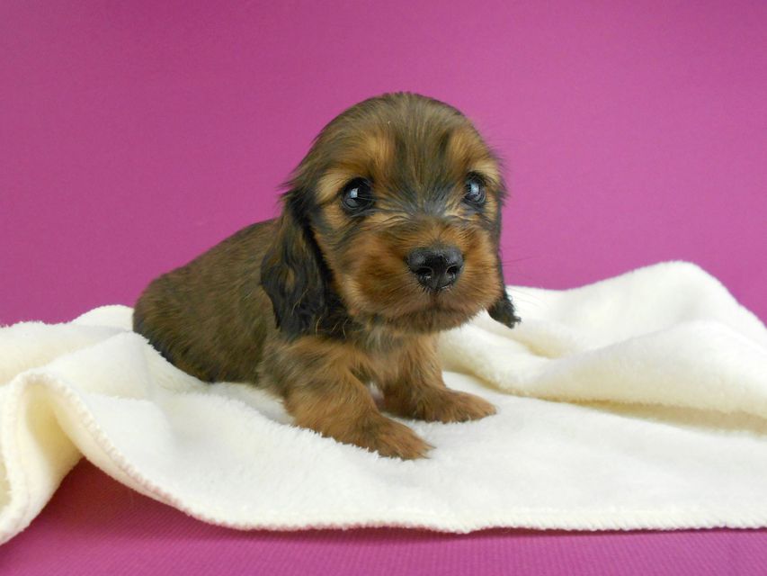 ミニチュアダックスフンド シュガーhp & フレディの子犬 レッド 男の子(2) お写真初登場DSCN2552 ミニチュアダックスフンド シュガーhp & フレディの子犬 レッド 男の子(2) お写真初登場