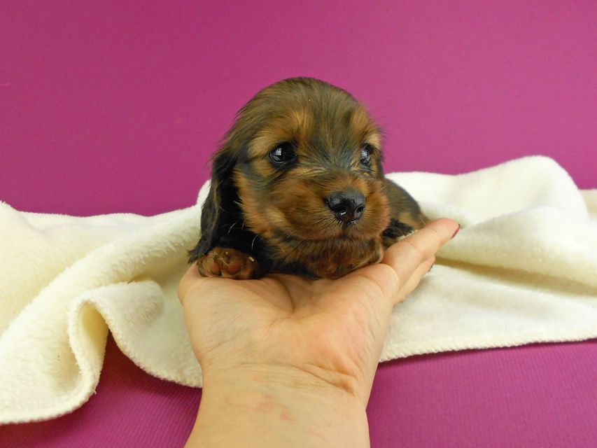ミニチュアダックスフンド シュガーhp & フレディの子犬 レッド 男の子(2) お写真初登場DSCN2558 ミニチュアダックスフンド シュガーhp & フレディの子犬 レッド 男の子(2) お写真初登場