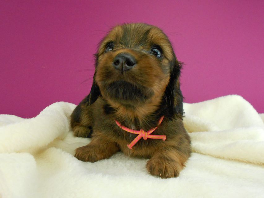 ミニチュアダックスフンド シュガーhp & フレディの子犬 レッド 女の子 お写真初登場