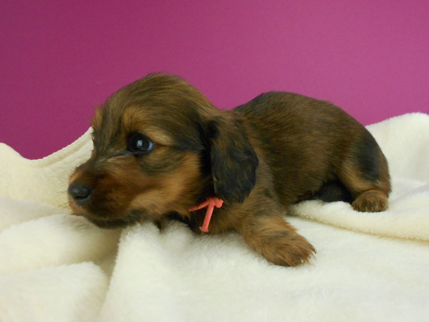 ミニチュアダックスフンド シュガーhp & フレディの子犬 レッド 女の子 お写真初登場
